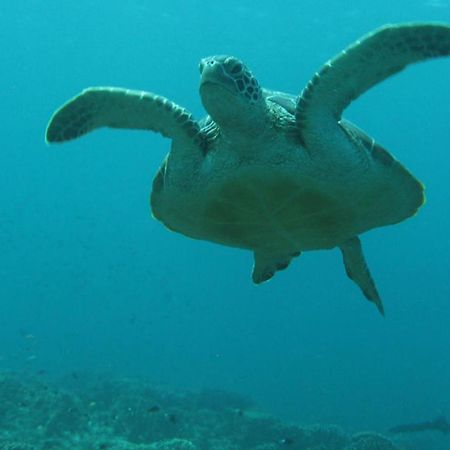 Gili Pirates Dive & Bnb Гили Траванган Экстерьер фото