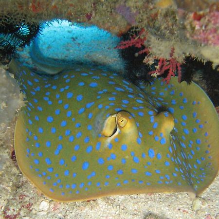 Gili Pirates Dive & Bnb Гили Траванган Экстерьер фото