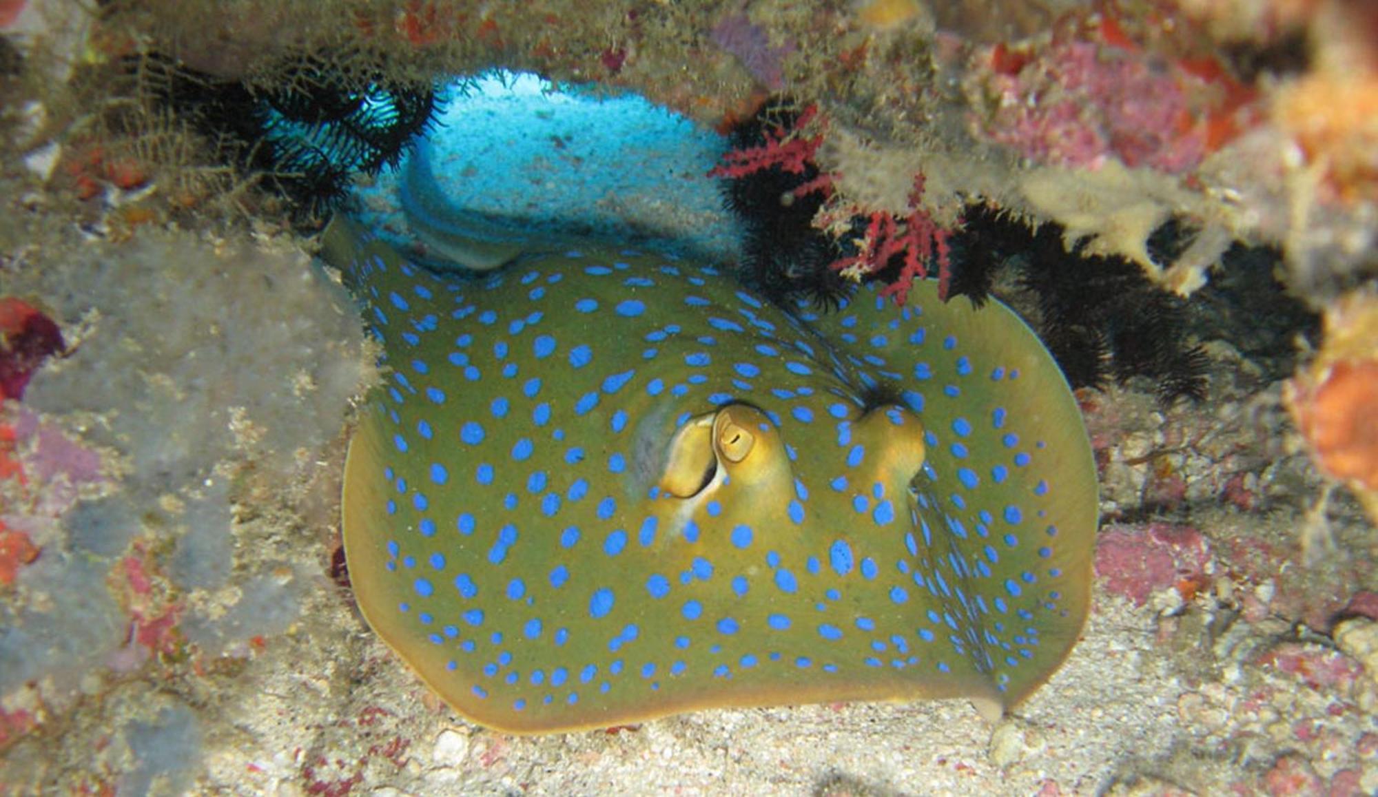 Gili Pirates Dive & Bnb Гили Траванган Экстерьер фото