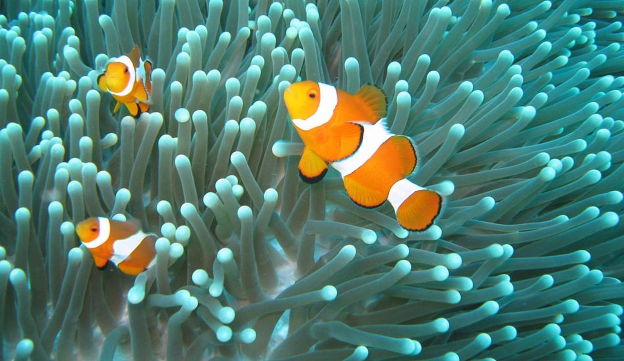 Gili Pirates Dive & Bnb Гили Траванган Экстерьер фото